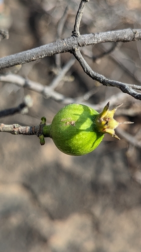 Gardenia gummifera, photograph 3