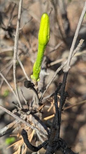 Gardenia gummifera, photograph 4