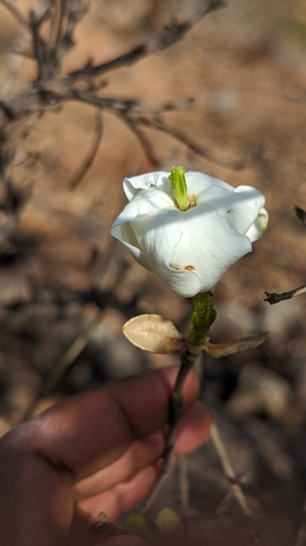 Gardenia gummifera, photograph 5