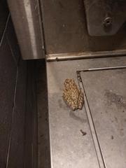 Osteopilus septentrionalis