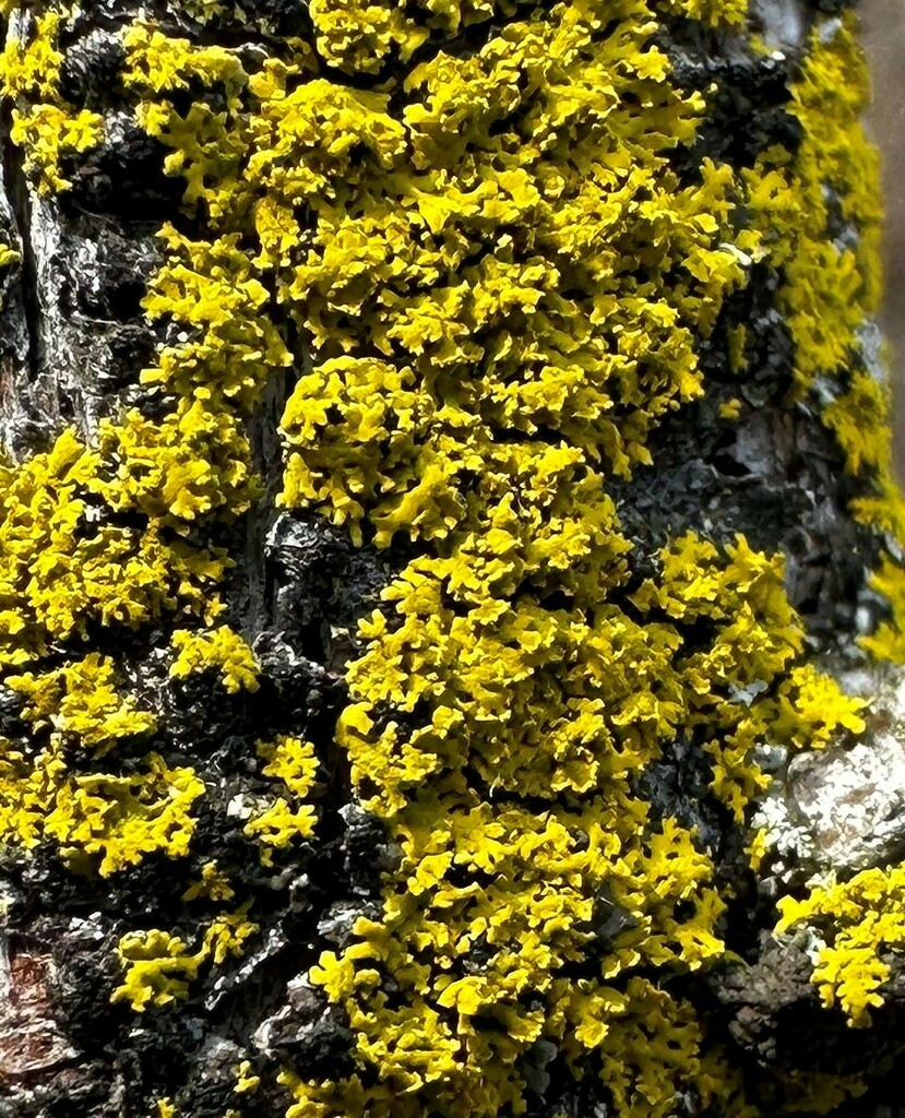 Candleflame Lichen from Co. Rd. 377 at Wheeler Branch, Lawrence County ...