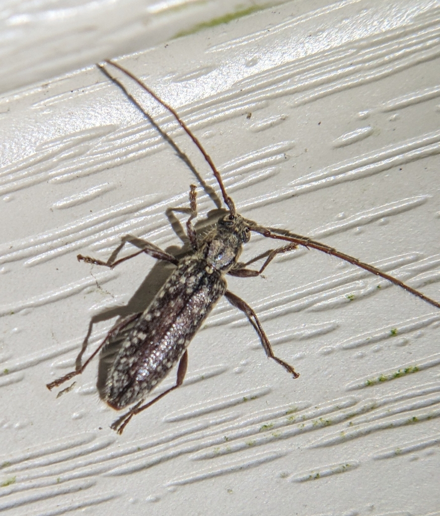 Anelaphus pumilus