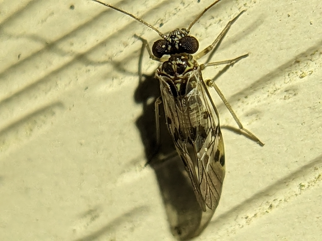 Indiopsocus lanceolatus