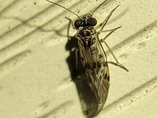 Indiopsocus lanceolatus
