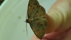 Anisoperas atropunctaria