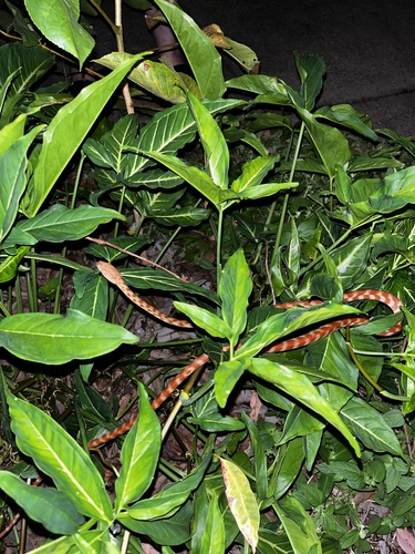 Brown Tree Snake sighting