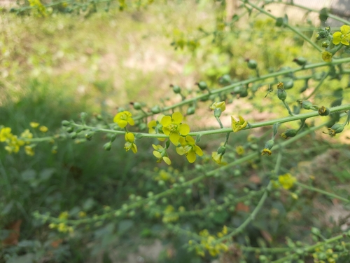 Image of Verbascum coromandelianum by (c) মহা বিদ্রোহী BUT রণ ক্লান্ত, some rights reserved (CC BY)