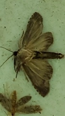 Pilocrocis