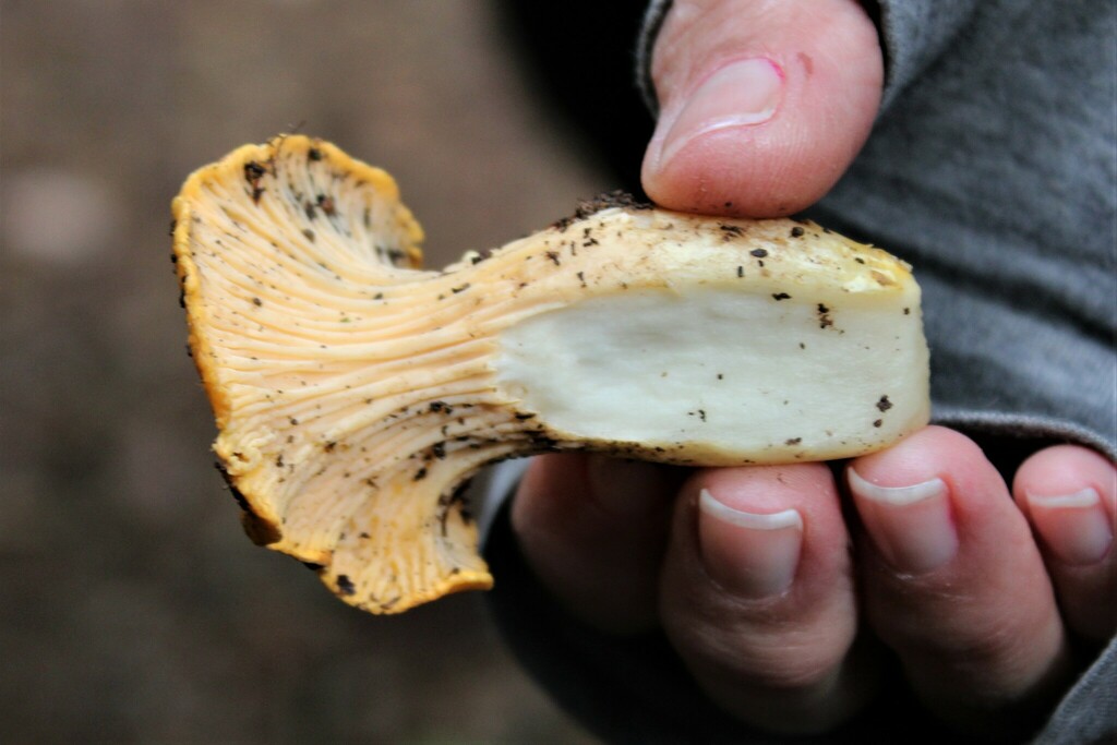 California Golden Chanterelle from 111 Lee St, Mill Valley, CA 94941