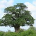 African Baobab - Photo (c) emskakoon, some rights reserved (CC BY-NC), uploaded by emskakoon