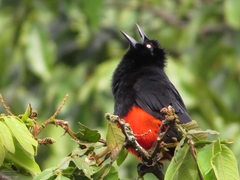 Hypopyrrhus pyrohypogaster