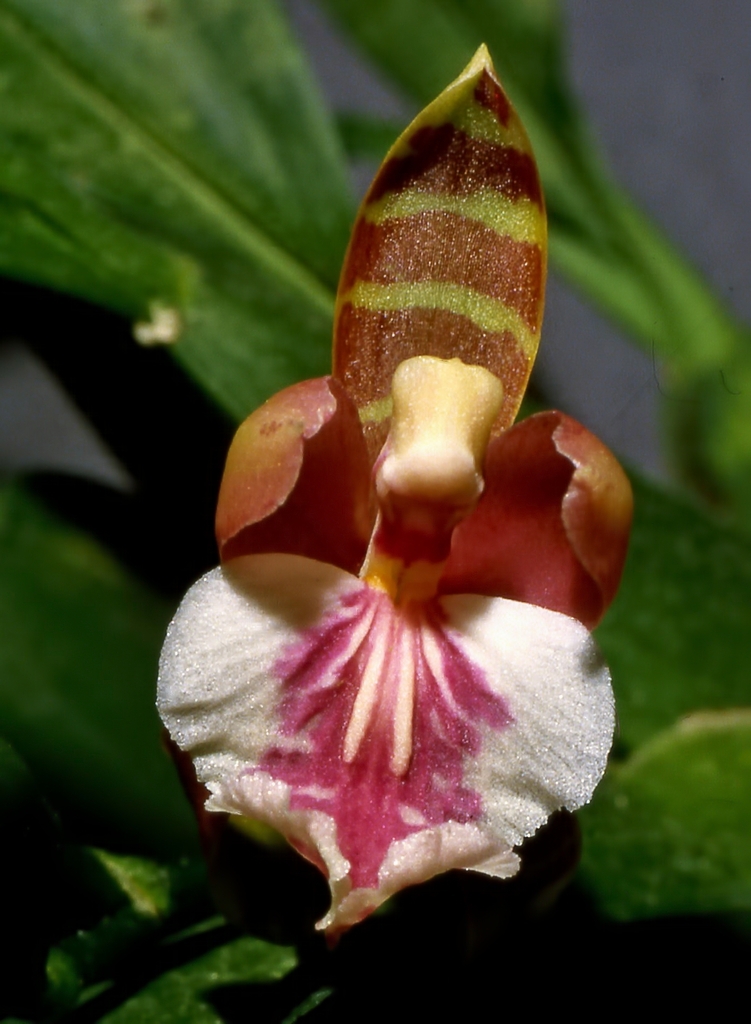 Aspasia epidendroides