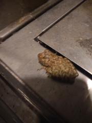 Osteopilus septentrionalis