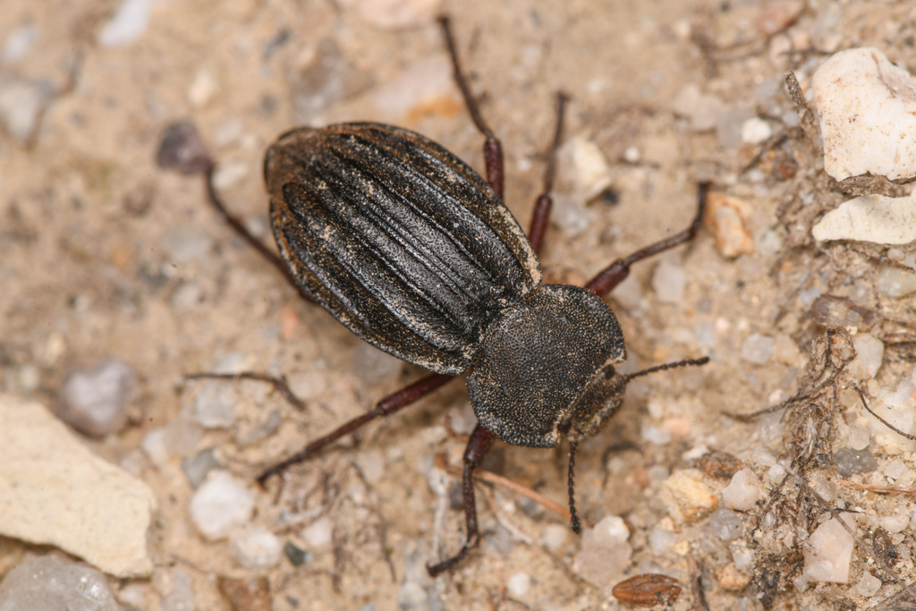 Stenomorpha mckittricki