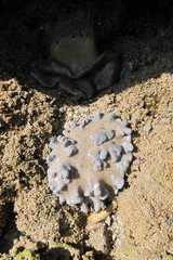 Cladiella