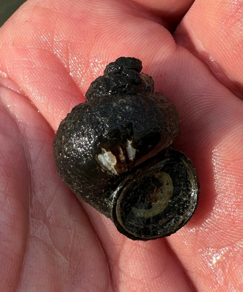 Banded Mystery Snail from Wheeler Branch, Co. Rd. 377, Lawrence County ...