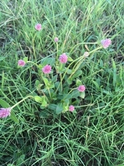 Gomphrena nealleyi