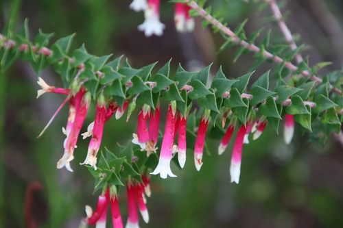 Epacris longiflora Cav.