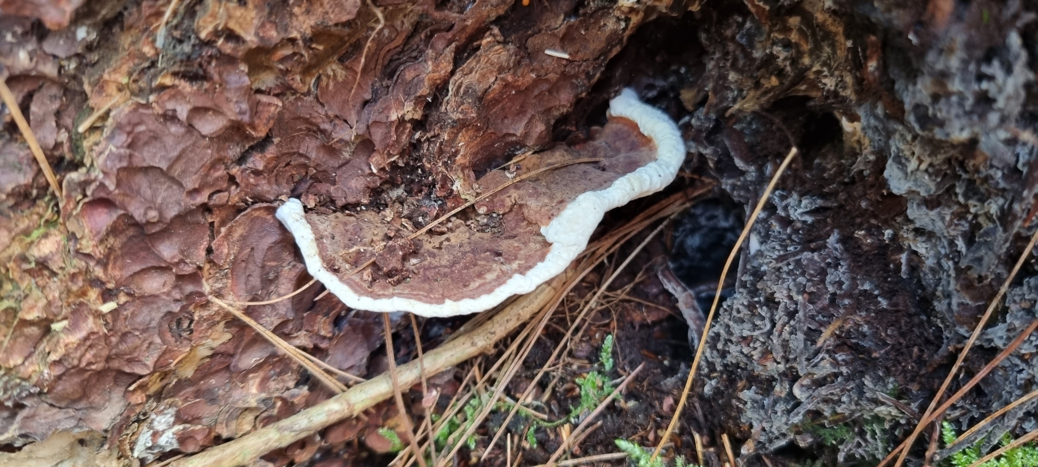 Heterobasidion irregulare Garbel. & Otrosina