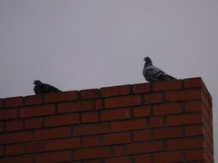 Columba livia domestica