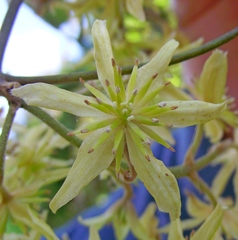 Clematis foetida