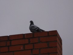 Columba livia domestica