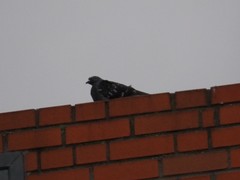 Columba livia domestica