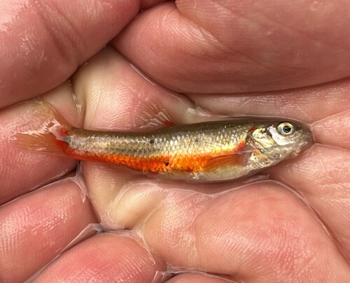 Flame Chub (Hemitremia flammea) — Cyprinidae — 2