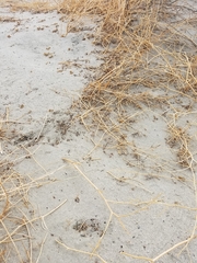 Callisaurus draconoides