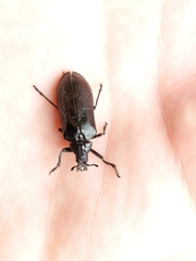 Sandalus niger