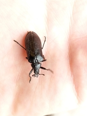 Sandalus niger