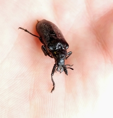 Sandalus niger