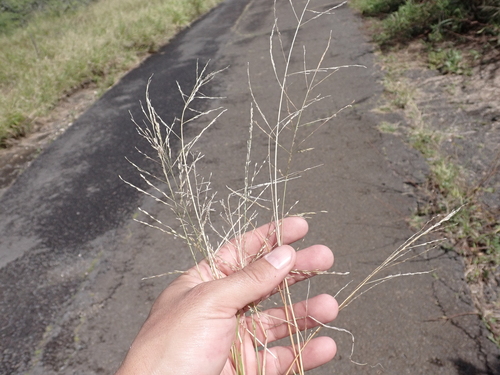 Eragrostis pectinacea, 2023-03-06