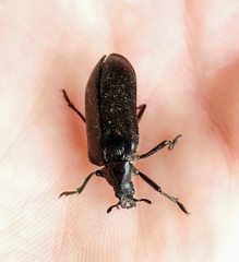 Sandalus niger