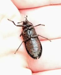 Sandalus niger