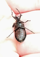 Sandalus niger