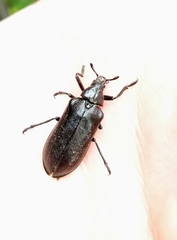 Sandalus niger