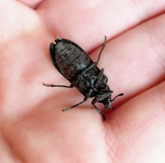 Sandalus niger
