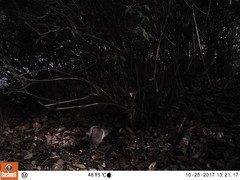 Sciurus carolinensis