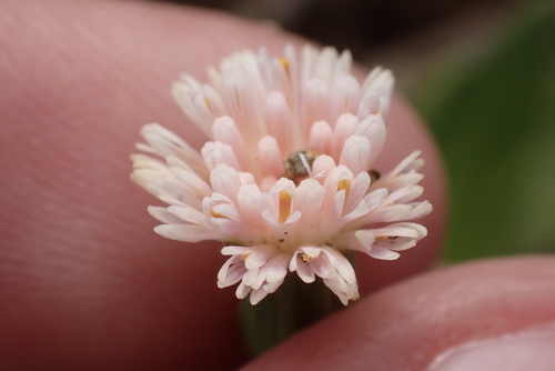 Emilia praetermissa observed 2023-03-06