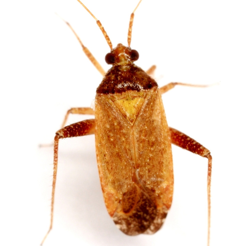 Phytocoris ramosus