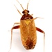 Phytocoris ramosus - Photo (c) Mike Quinn, Austin, TX, some rights reserved (CC BY-NC), uploaded by Mike Quinn, Austin, TX