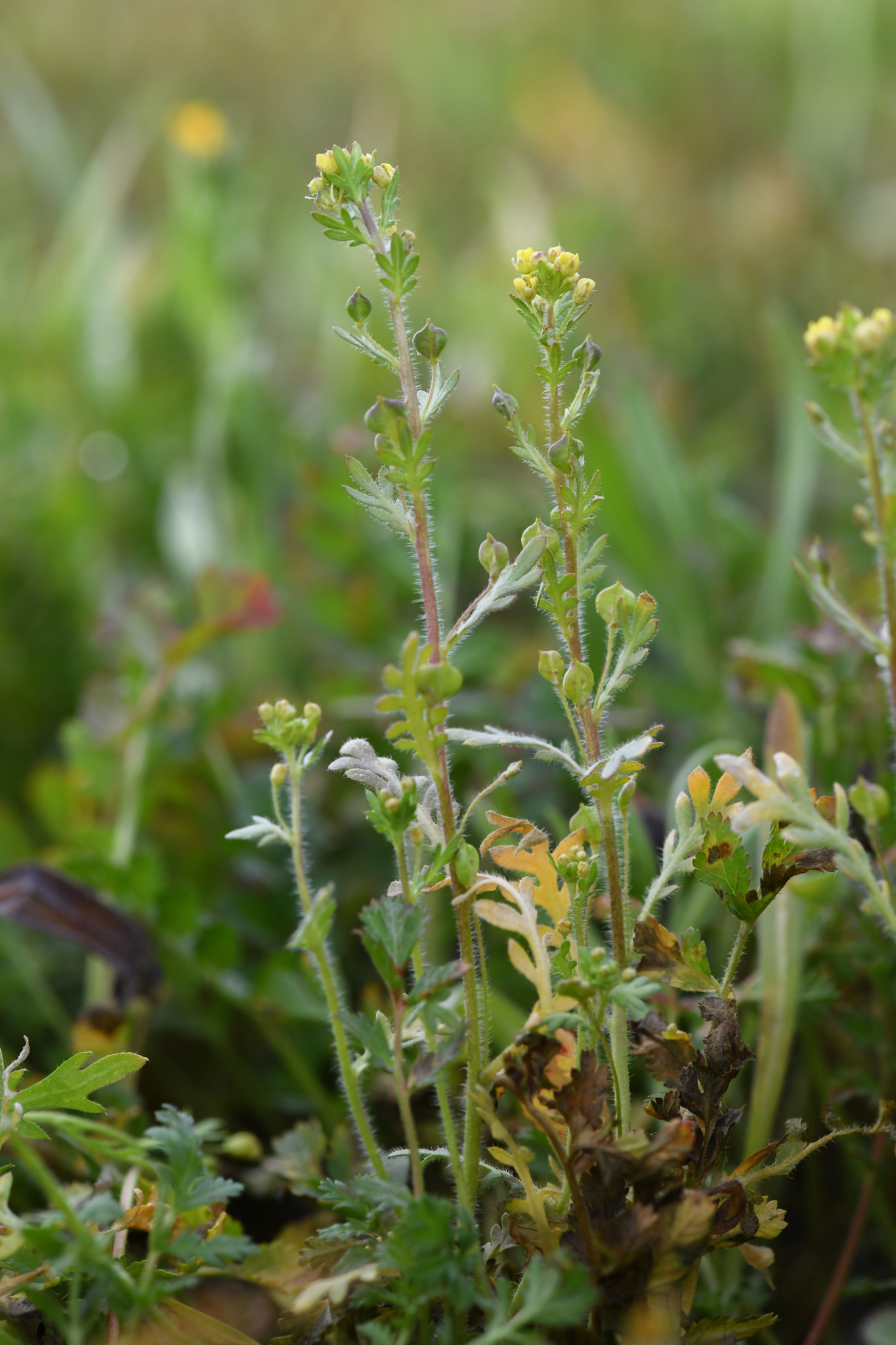 Tropidocarpum californicum
