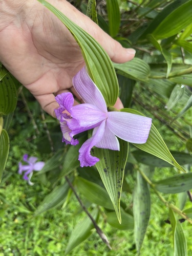Foto de Sobralia