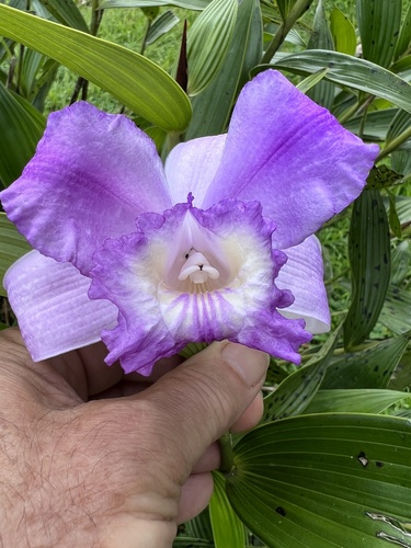 Foto de Sobralia