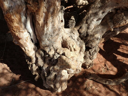 Image of Parkinsonia africana by (c) Mahomed Desai, some rights reserved (CC BY)