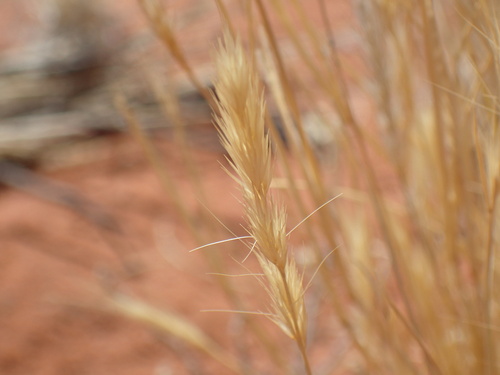 Image of Schmidtia kalahariensis by (c) Mahomed Desai, some rights reserved (CC BY)