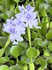 Eichhornia crassipes image