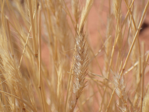 Image of Schmidtia kalahariensis by (c) Mahomed Desai, some rights reserved (CC BY)