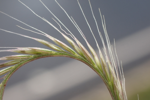 spreading windmill grass (Chloris divaricata)